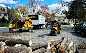 Professional Tree Removal in Good Hope, AL